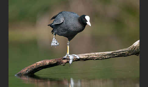 Blessralle (Fulica atra)