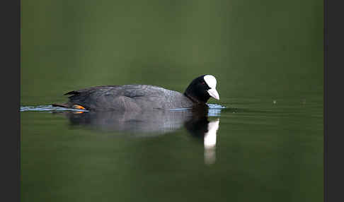 Blessralle (Fulica atra)