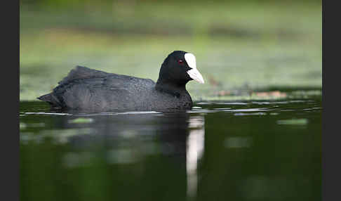 Blessralle (Fulica atra)