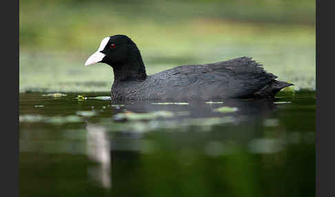 Blessralle (Fulica atra)