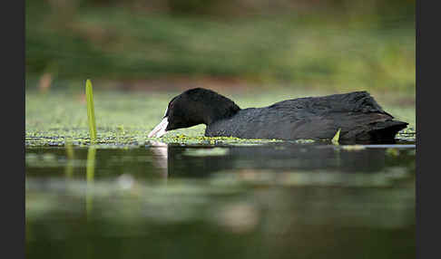 Blessralle (Fulica atra)