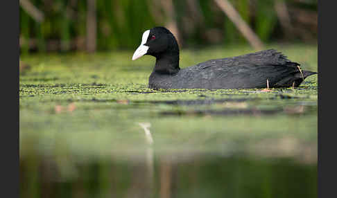 Blessralle (Fulica atra)