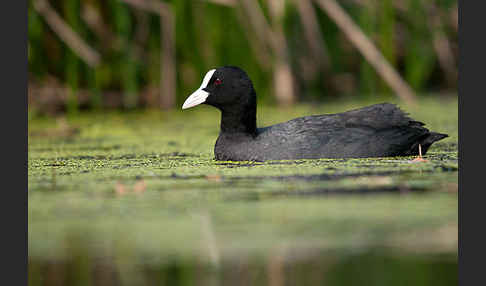 Blessralle (Fulica atra)