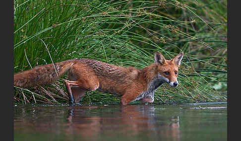 Rotfuchs (Vulpes vulpes)