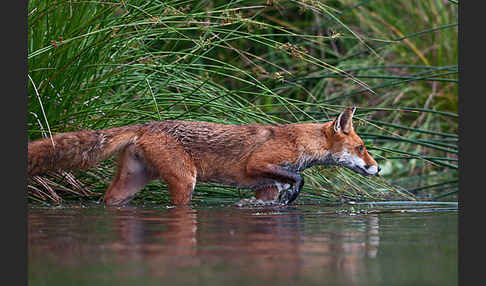 Rotfuchs (Vulpes vulpes)