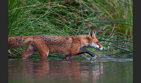 Rotfuchs (Vulpes vulpes)