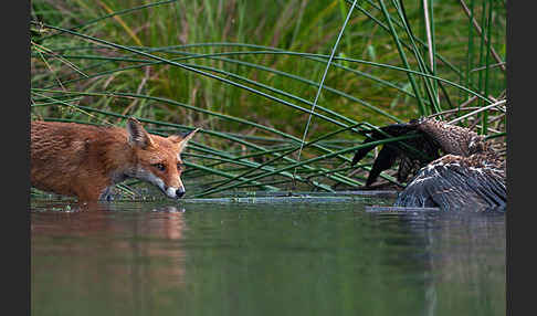 Rotfuchs (Vulpes vulpes)