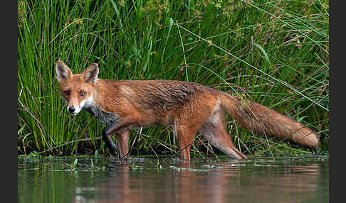 Rotfuchs (Vulpes vulpes)