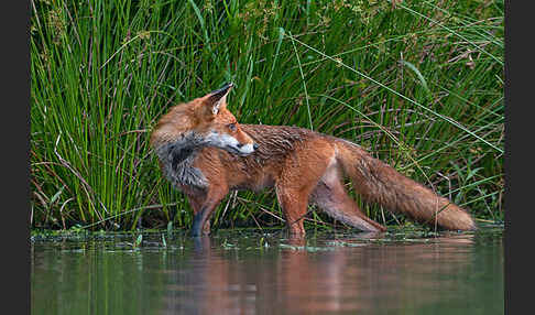 Rotfuchs (Vulpes vulpes)