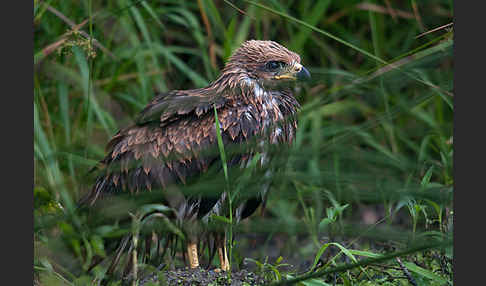 Schwarzmilan (Milvus migrans)