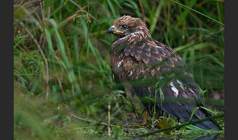 Schwarzmilan (Milvus migrans)