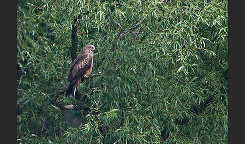 Schwarzmilan (Milvus migrans)