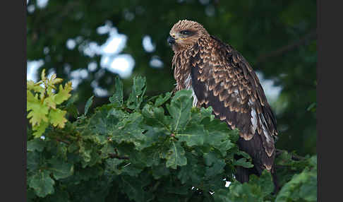 Schwarzmilan (Milvus migrans)