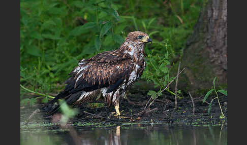 Schwarzmilan (Milvus migrans)