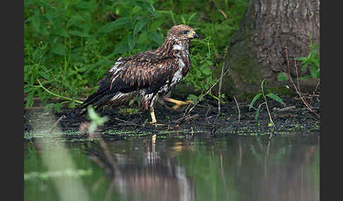 Schwarzmilan (Milvus migrans)