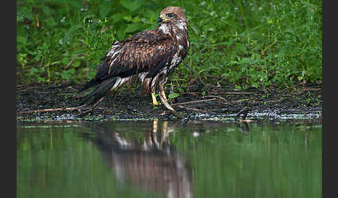 Schwarzmilan (Milvus migrans)