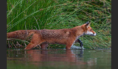 Rotfuchs (Vulpes vulpes)