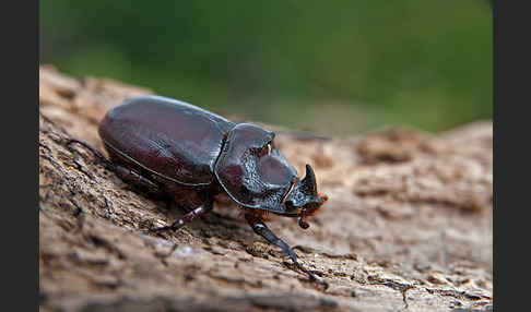 Nashornkäfer (Oryctes nasicornis)