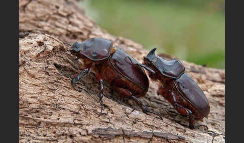 Nashornkäfer (Oryctes nasicornis)