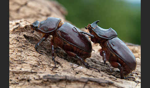 Nashornkäfer (Oryctes nasicornis)