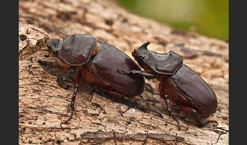 Nashornkäfer (Oryctes nasicornis)