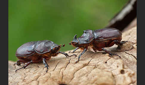 Nashornkäfer (Oryctes nasicornis)