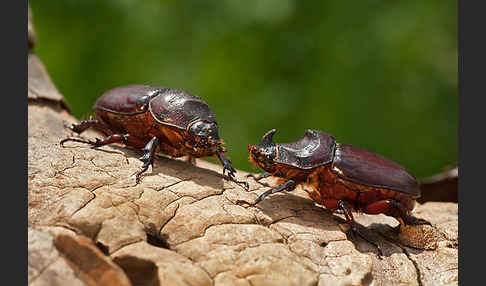 Nashornkäfer (Oryctes nasicornis)