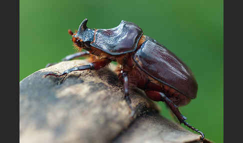 Nashornkäfer (Oryctes nasicornis)