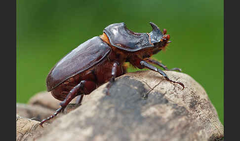 Nashornkäfer (Oryctes nasicornis)