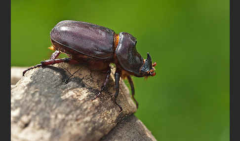 Nashornkäfer (Oryctes nasicornis)