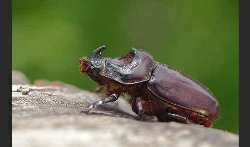 Nashornkäfer (Oryctes nasicornis)