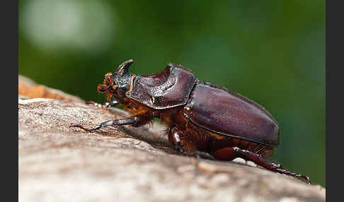 Nashornkäfer (Oryctes nasicornis)