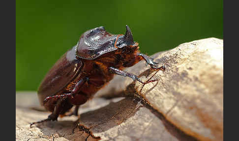 Nashornkäfer (Oryctes nasicornis)