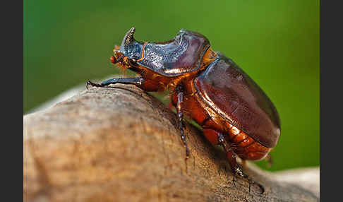 Nashornkäfer (Oryctes nasicornis)