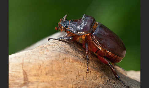 Nashornkäfer (Oryctes nasicornis)