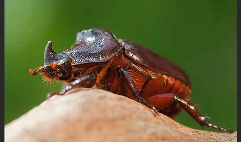 Nashornkäfer (Oryctes nasicornis)