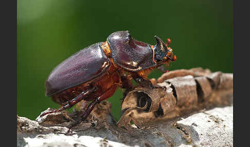 Nashornkäfer (Oryctes nasicornis)