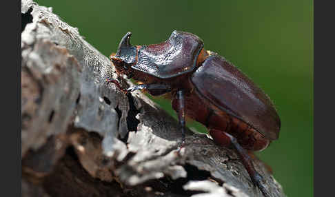 Nashornkäfer (Oryctes nasicornis)