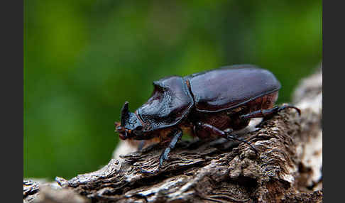 Nashornkäfer (Oryctes nasicornis)