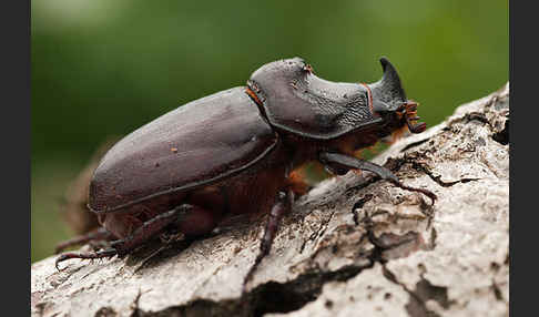 Nashornkäfer (Oryctes nasicornis)