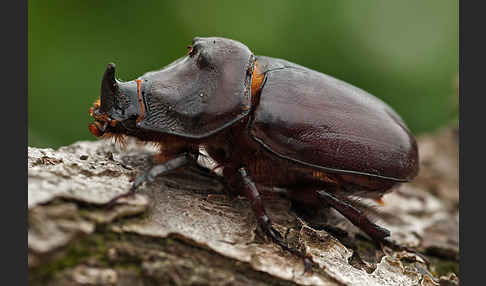 Nashornkäfer (Oryctes nasicornis)