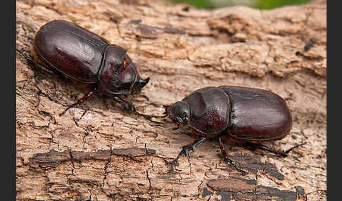 Nashornkäfer (Oryctes nasicornis)