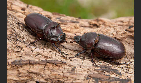 Nashornkäfer (Oryctes nasicornis)