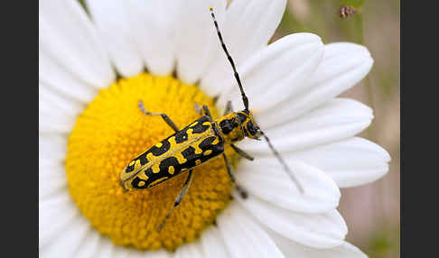 Leiterbock (Saperda scalaris)