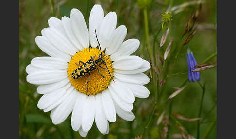 Leiterbock (Saperda scalaris)