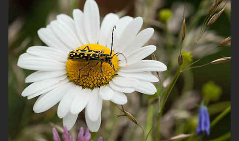 Leiterbock (Saperda scalaris)