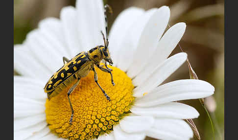 Leiterbock (Saperda scalaris)