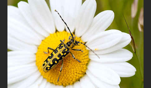 Leiterbock (Saperda scalaris)