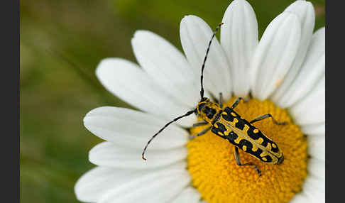 Leiterbock (Saperda scalaris)