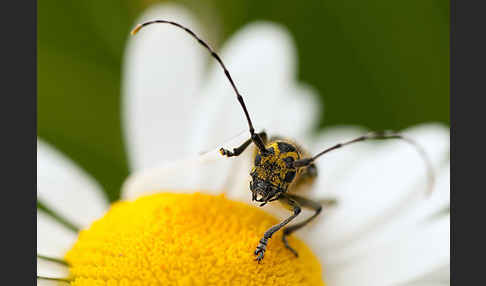 Leiterbock (Saperda scalaris)